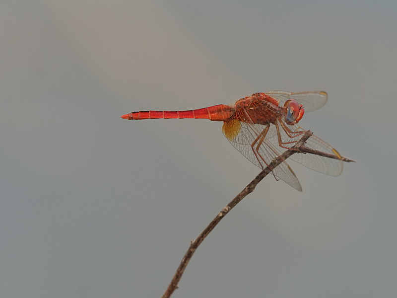 P1045861 - dragonflies