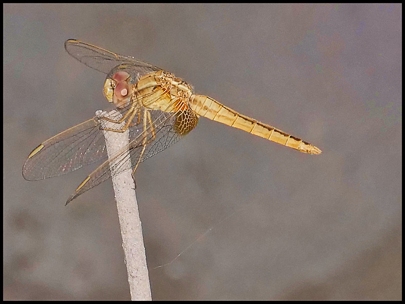 -0037 - dragonflies