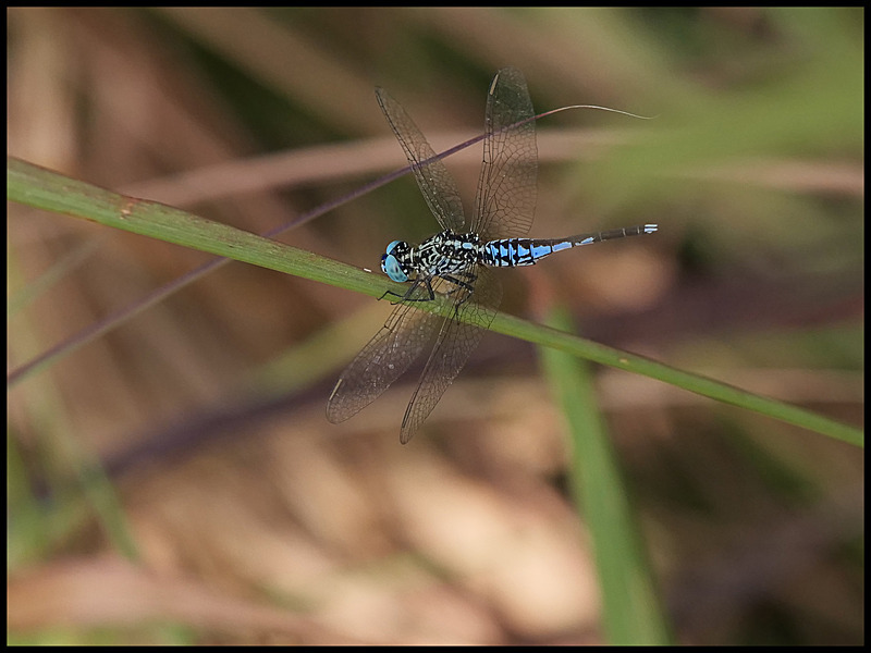 -0062 - dragonflies