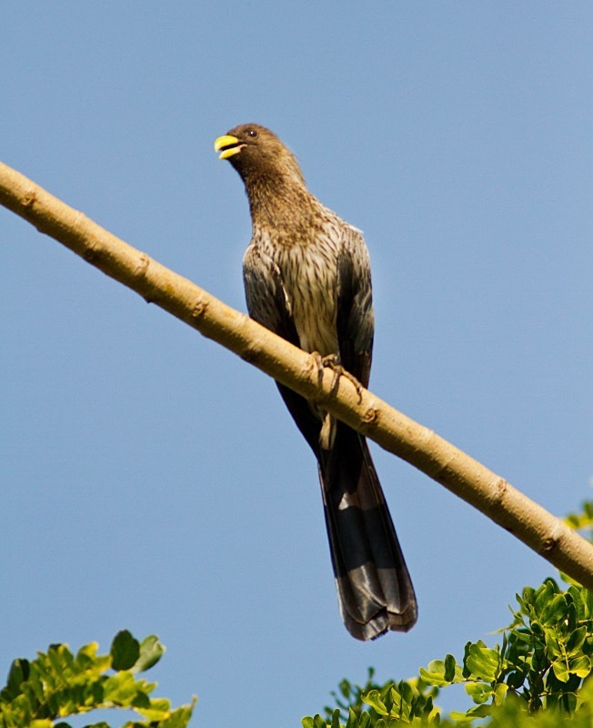  - Birds of the Gambia