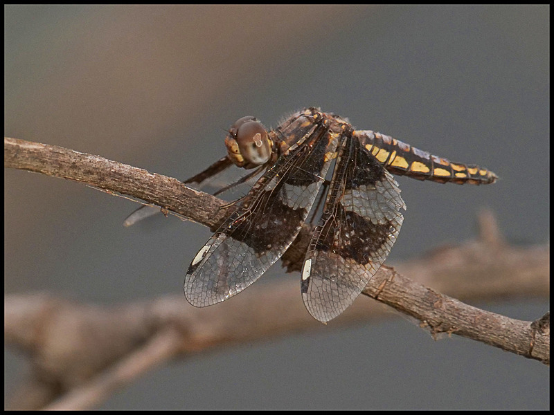 -0015 - dragonflies