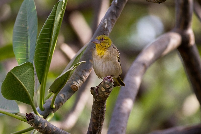 - Birds of the Gambia