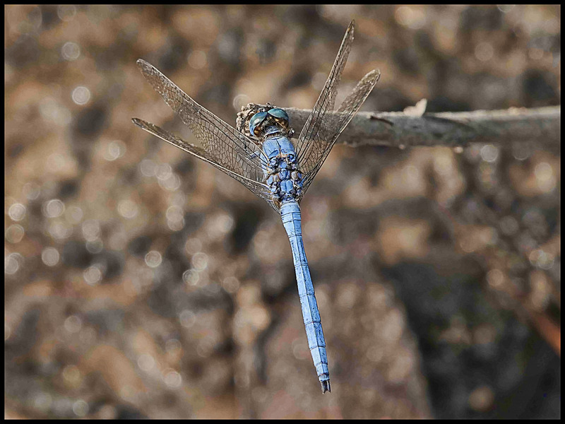 -0050 - dragonflies