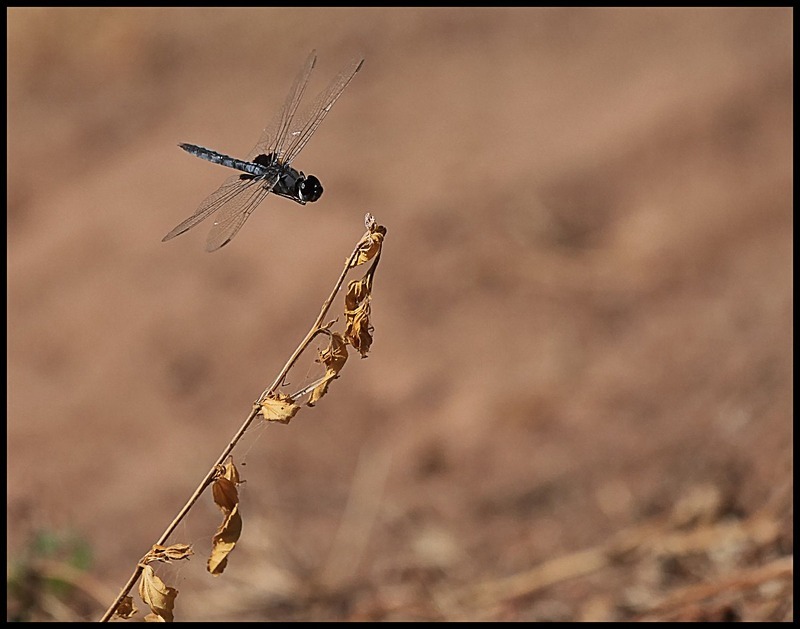 -0068 - dragonflies