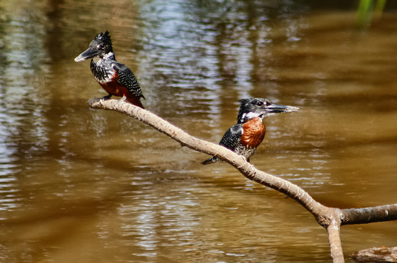  - Birds of the Gambia