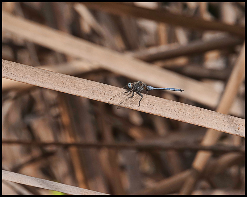 -0055 - dragonflies