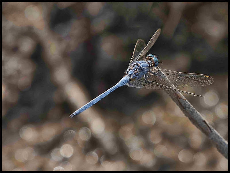 -0043 - dragonflies