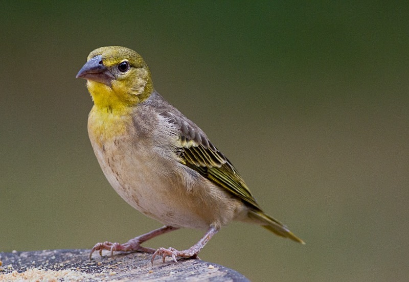  - Birds of the Gambia