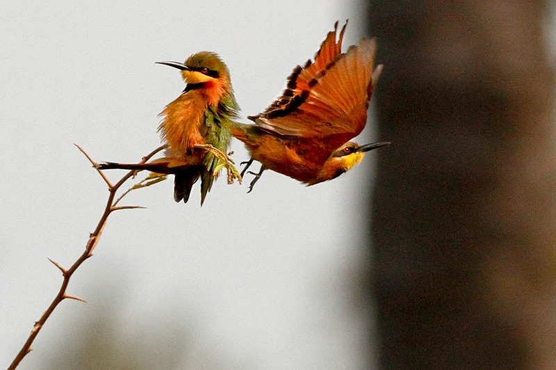  - Birds of the Gambia