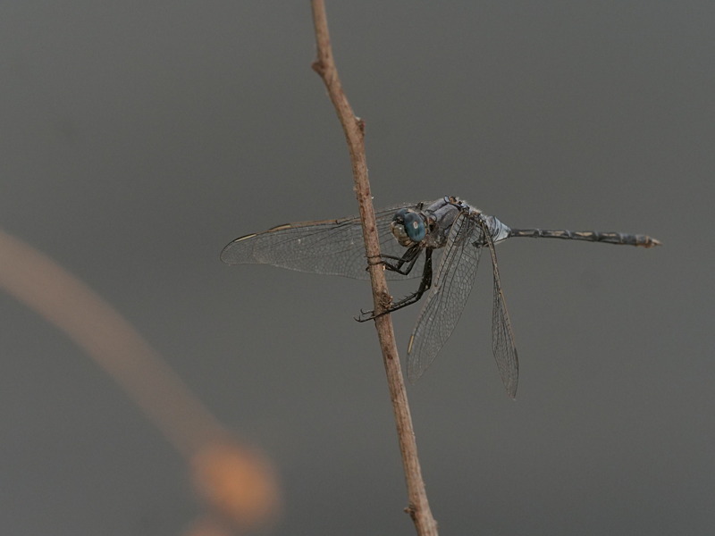 P1045954 - dragonflies