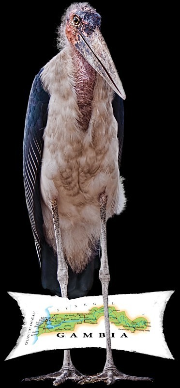  - Birds of the Gambia