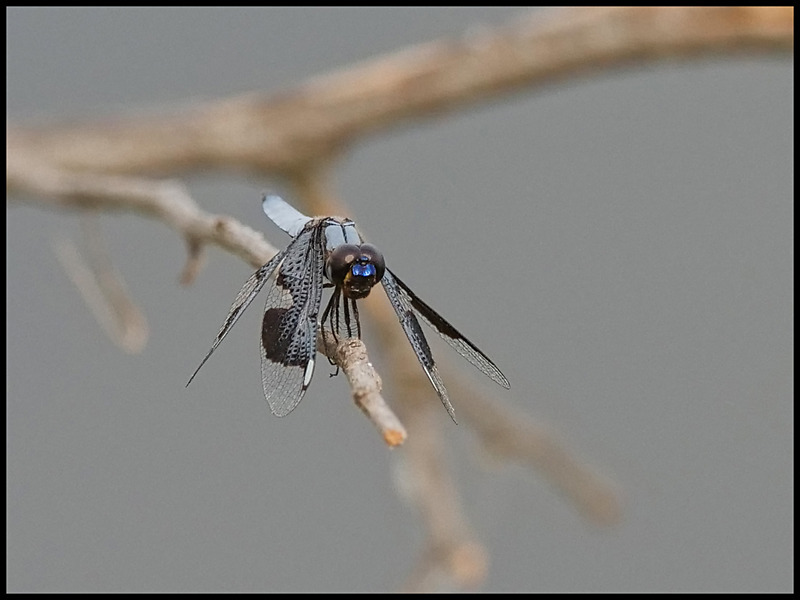 P1057009 - dragonflies