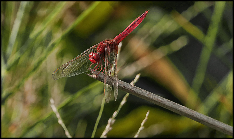 -0033 - dragonflies