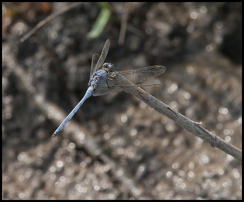 -0045 - dragonflies