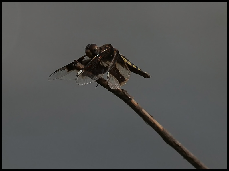 -005 - dragonflies