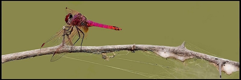 -0070 - dragonflies