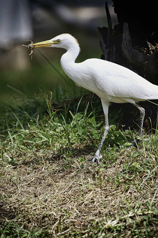  - Birds of the Gambia