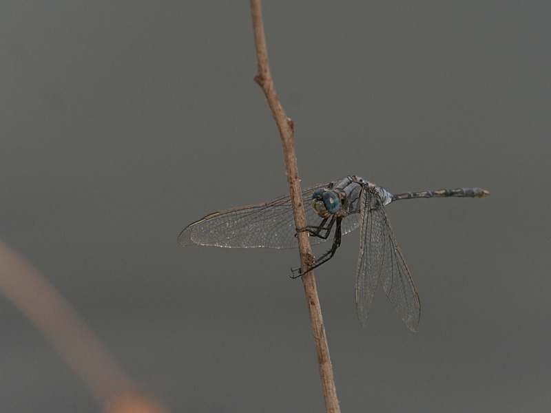 P1045958 - dragonflies