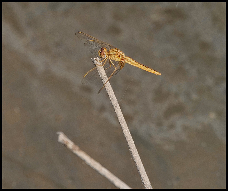 -0042 - dragonflies