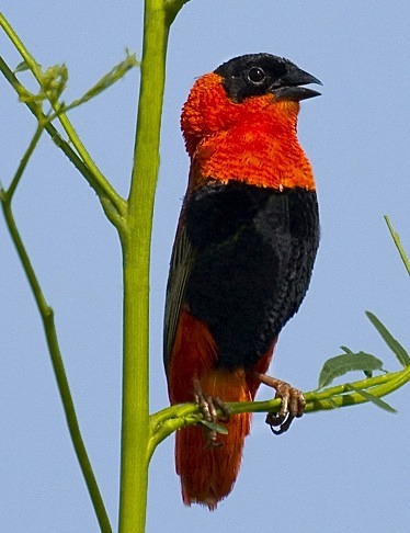  - Birds of the Gambia