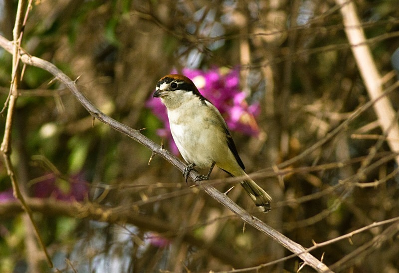  - Birds of the Gambia