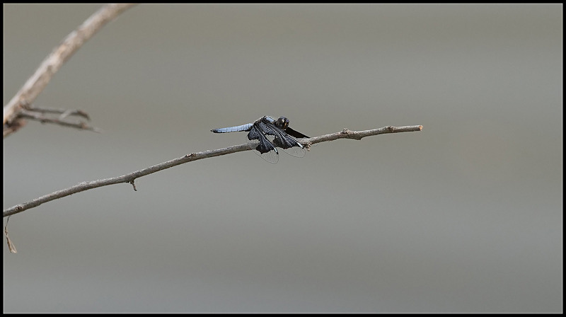 -0026 - dragonflies