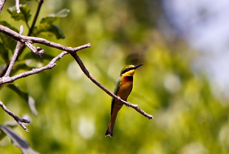  - Birds of the Gambia