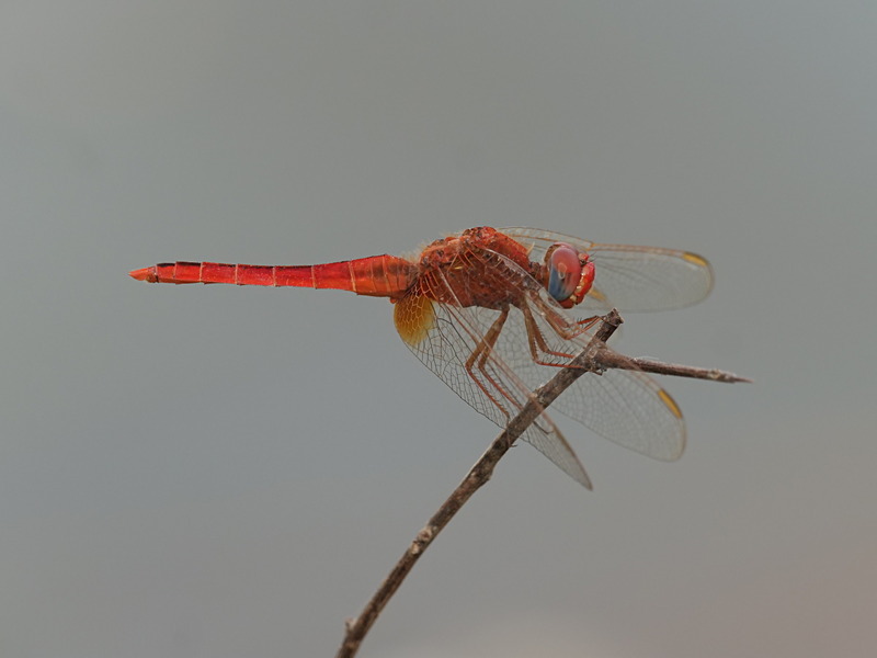 P1045909 - dragonflies