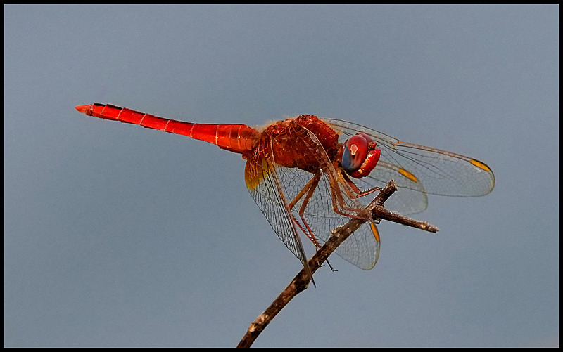 -007 - dragonflies