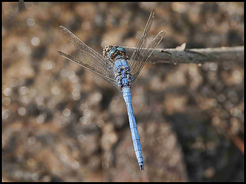 -002 - dragonflies