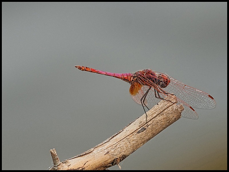 -0012 - dragonflies