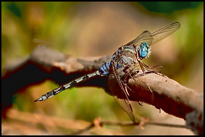 -0071 - dragonflies