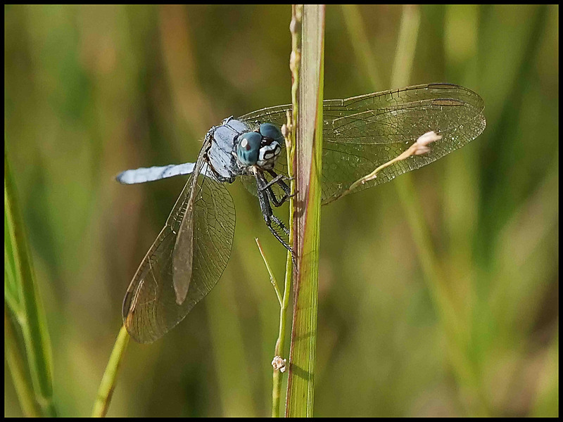 -0061 - dragonflies