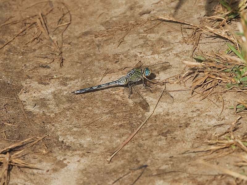 -0058 - dragonflies