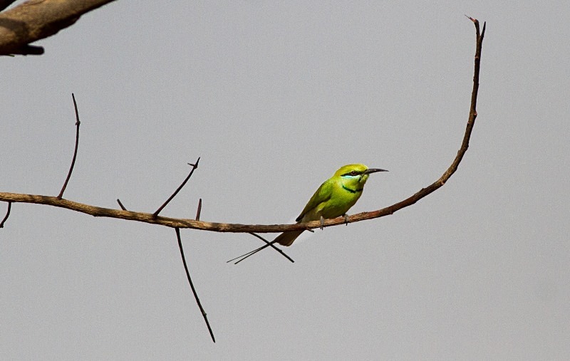  - Birds of the Gambia