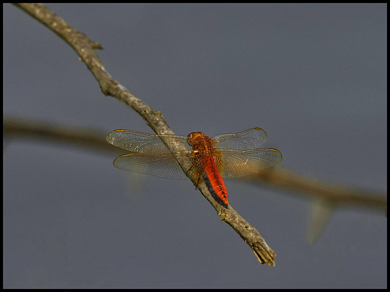 A - dragonflies