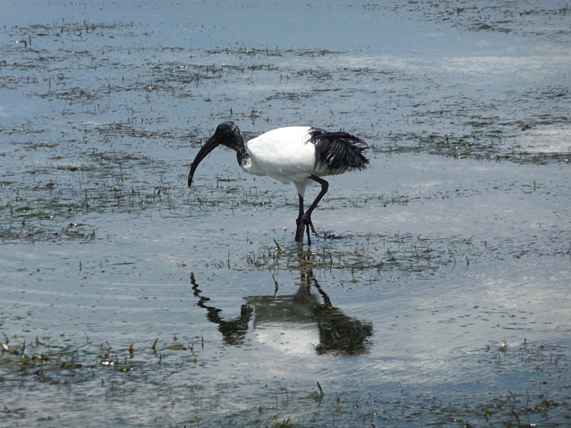  - Birds of the Gambia