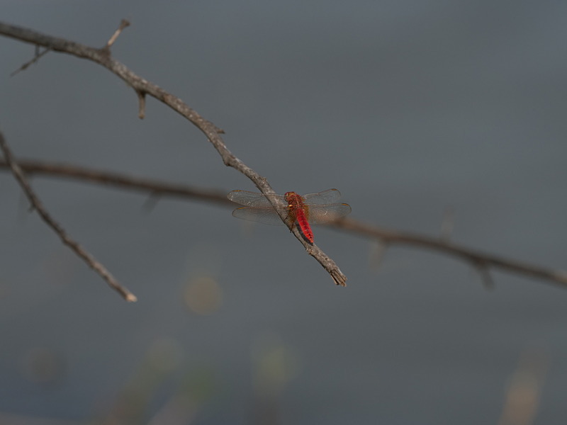 P1045134 - dragonflies