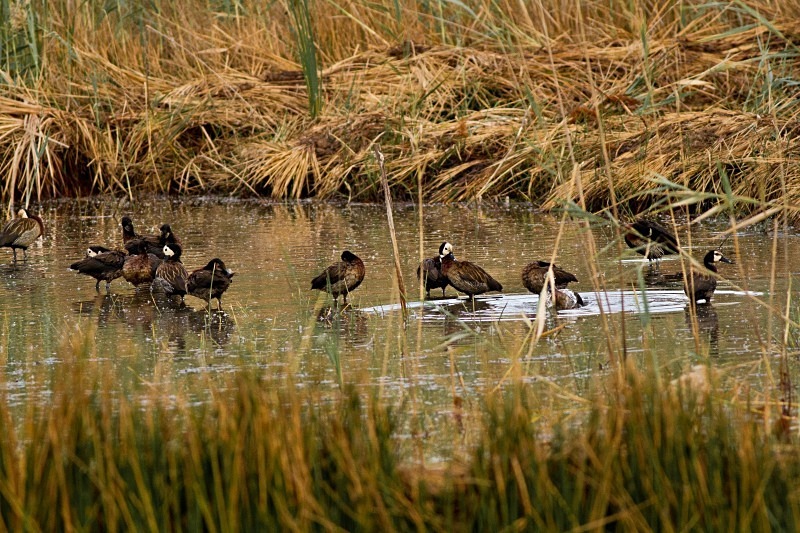  - Birds of the Gambia