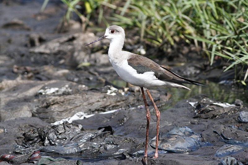  - Birds of the Gambia