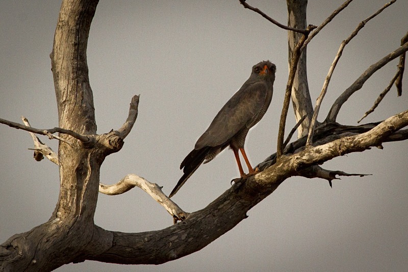  - Birds of the Gambia