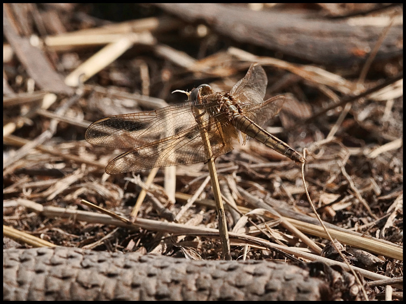 -0065 - dragonflies