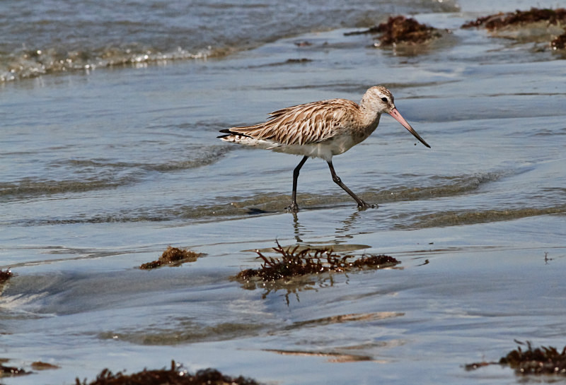  - Birds of the Gambia