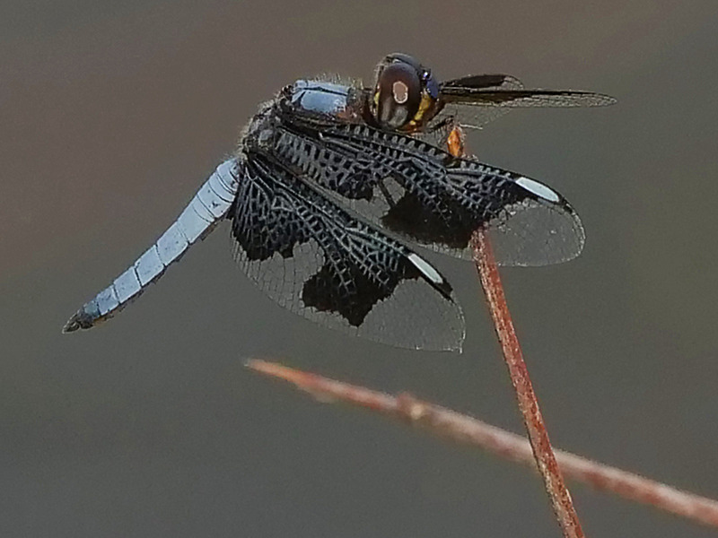 -0027 - dragonflies