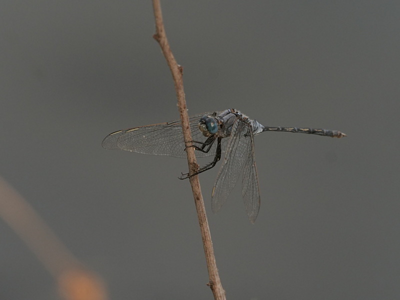 P1045951 - dragonflies