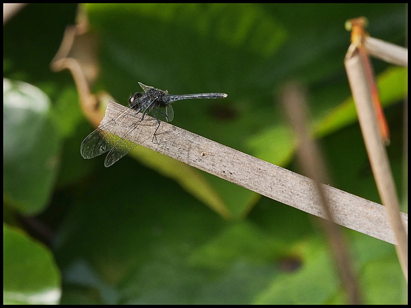 -0051 - dragonflies