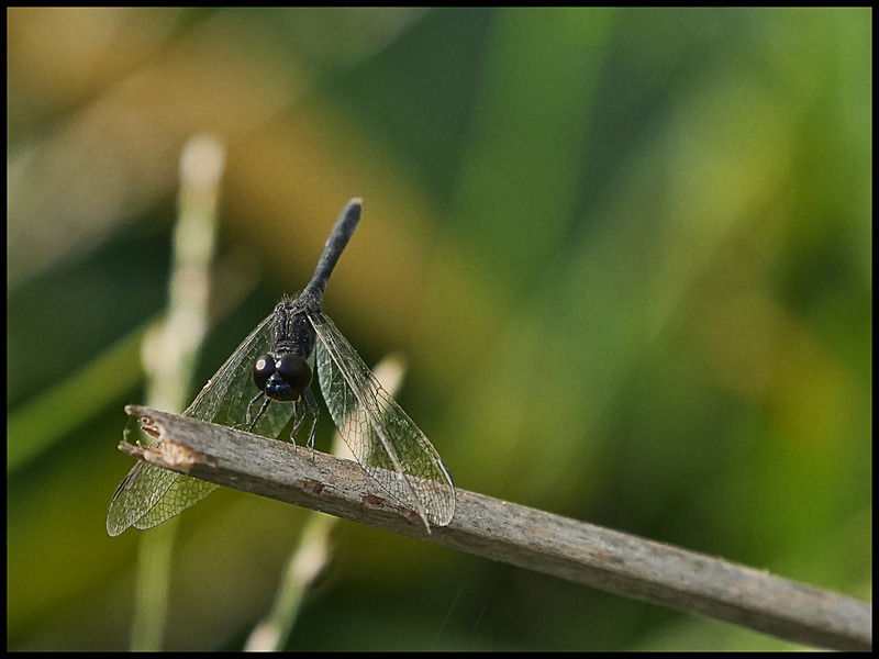 -0032 - dragonflies