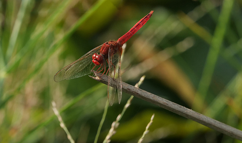 -001 - dragonflies