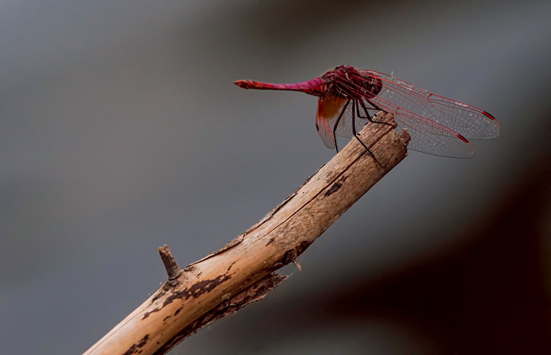 -0018 - dragonflies