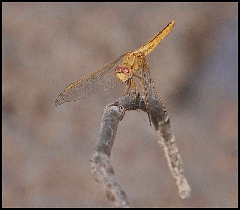 -0035 - dragonflies